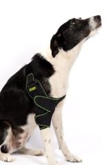 PETSUIT Köpek Dirsek Ateli Ön Bacak Sağ