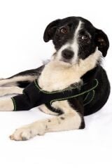 PETSUIT Köpek Dirsek Ateli Ön Bacak Sağ
