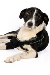 PETSUIT Köpek Dirsek Ateli Ön Bacak Sol