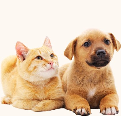 Pet Ürünleri